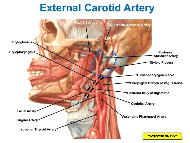 lingual artery