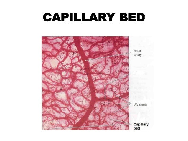 Anatomy of the Microcirculatory Bed
