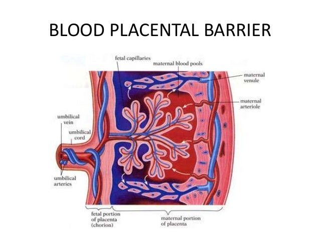 Anatomy of the Microcirculatory Bed