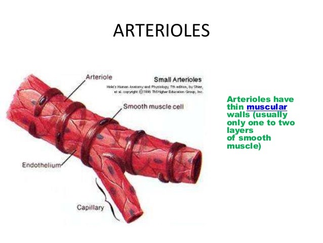Arteriole