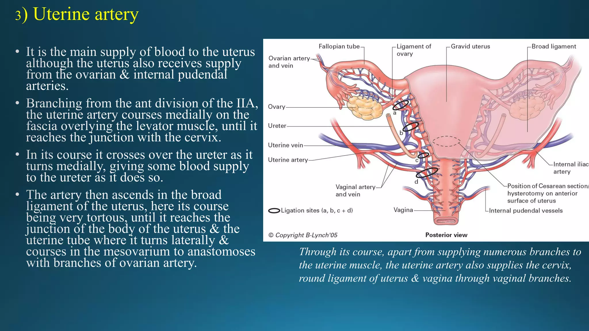 Vessels of the pelvis | PDF