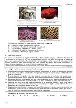 VESTIBULAR 
1 
Disponível em: 
http://www.educadores.diaadia.pr.gov.br/module 
s/mylinks/viewcat.php?cid=0&letter=C&min=1 
830&orderby=titleA&show=10. Adaptado 
2 
Disponível em: 
http://www.klickeducacao.com.br/enciclo/enciclover 
b/0,5977,POR-11098,00.htm 
3 
Disponível em: https://www.e-education. 
psu.edu/earth103/node/722 
4 
Disponível em: 
http://www.arkive.org/siderastrea/siderastrea-stellata 
Com base nas imagens (1, 2, 3 e 4), assinale a alternativa CORRETA. 
a) 1- Molusco; 2- Alga; 3- Cnidário; 4- Crustáceo. 
b) 1- Crustáceo; 2- Cnidário; 3- Molusco; 4- Equinodermo. 
c) 1- Equinodermo; 2- Esponja; 3- Cnidário; 4- Alga. 
d) 1- Molusco; 2- Cnidário; 3- Equinodermo; 4- Porífero. 
e) 1- Crustáceo; 2- Porífero; 3- Alga; 4- Cnidário. 
8. Leia o texto a seguir: 
De acordo com o veterinário Rogério de Holanda, o Brasil está tomado pela Leishmania. “Na praia de 
Tamandaré, no ano passado, 98% dos cachorros de rua estavam infectados, e o protocolo de prevenção 
para esses casos, estimulado pelas autoridades, é o mesmo para a raiva, por meio da eutanásia animal”, 
disse o veterinário. “Falta interesse para uma outra solução, já que uma vez iniciado o tratamento, os 
riscos de contaminação para os humanos são mínimos”, lamentou”. 
Disponível em: http://www.diariodepernambuco.com.br/app/noticia/pecao/2014/02/18/interna_pecao,490161/casos-de-leishmaniose-em-animais-crescem-durante-o- 
verao.shtml. Adaptado. 
Com relação à Leishmaniose, analise as afirmativas a seguir: 
I. Classificada como uma zoonose infectocontagiosa, é transmitida ao homem, principalmente por cães 
e roedores, reservatórios considerados mais preocupantes por causa da relação estabelecida entre 
estes e os humanos. 
II. É uma zoonose emergente, fruto das relações humanas com o ambiente, cujo crescimento é 
decorrente de diversos fatores, entre eles, o processo de desmatamento e urbanização desordenado. 
III. Como toda zoonose, a intensidade com que a doença atinge o homem depende, principalmente, das 
alterações do ambiente natural, comportando-se de forma endêmica, em áreas recém-desmatadas. 
IV. Causada por protozoários da espécie Lutzomyia sp, é apontada, também, como uma doença 
parasitária, uma vez que se relaciona com a precariedade das condições socioeconômicas, tais como 
saneamento e água inadequados nos domicílios. 
V. Os parasitas L. braziliensis e L. chagasi, agentes etiológicos da leishmaniose tegumentar americana e 
leishmaniose visceral ou calazar, respectivamente, se multiplicam no interior das células, que fazem 
parte do sistema de defesa do indivíduo, denominadas macrófagos. 
Está CORRETO, apenas, o que se afirma em 
a) I, II e V. b) I, III e IV. c) II e V. d) II, III e V. e) III e IV. 
2º dia 26 
 
