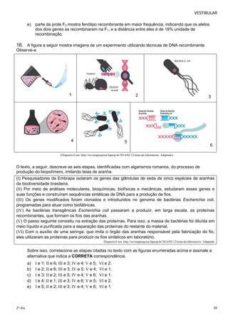 VESTIBULAR 
e) parte da prole F2 mostra fenótipo recombinante em maior frequência, indicando que os alelos 
dos dois genes se recombinaram na F1, e a distância entre eles é de 18% unidade de 
recombinação. 
16. A figura a seguir mostra imagens de um experimento utilizando técnicas de DNA recombinante. 
Observe-a. 
1 3 
4 
6 
2 
5 
(Disponível em: http://revistapesquisa.fapesp.br/2014/02/12/teias-de-laboratorio. Adaptado) 
O texto, a seguir, descreve as seis etapas, identificadas com algarismos romanos, do processo de 
produção do biopolímero, imitando teias de aranha. 
(I) Pesquisadores da Embrapa isolaram os genes das glândulas de seda de cinco espécies de aranhas 
da biodiversidade brasileira. 
(II) Por meio de análises moleculares, bioquímicas, biofísicas e mecânicas, estudaram esses genes e 
suas funções e construíram sequências sintéticas de DNA para a produção de fios. 
(III) Os genes modificados foram clonados e introduzidos no genoma de bactérias Escherichia coli, 
programadas para atuar como biofábricas. 
(IV) As bactérias transgênicas Escherichia coli passaram a produzir, em larga escala, as proteínas 
recombinantes, que formam os fios das aranhas. 
(V) O passo seguinte consistiu na extração das proteínas. Para isso, a massa de bactérias foi diluída em 
meio líquido e purificada para a separação das proteínas do restante do material. 
(VI) Com o auxílio de uma seringa, que imita o órgão das aranhas responsável pela fabricação do fio, 
eles utilizaram as proteínas para produzir os fios sintéticos em laboratório. 
Disponível em: http://revistapesquisa.fapesp.br/2014/02/12/teias-de-laboratorio. Adaptado 
Sobre isso, correlacione as etapas citadas no texto com as figuras enumeradas acima e assinale a 
alternativa que indica a CORRETA correspondência. 
a) I e 1; II e 6; III e 3; IV e 4; V e 5; VI e 2. 
b) I e 2; II e 6; III e 3; IV e 5; V e 4; VI e 1. 
c) I e 3; II e 2; III e 5; IV e 4; V e 6; VI e 1. 
d) I e 4; II e 1; III e 3; IV e 6; V e 5; VI e 2. 
e) I e 5; II e 2; III e 3; IV e 4; V e 6; VI e 1. 
2º dia 30 
 