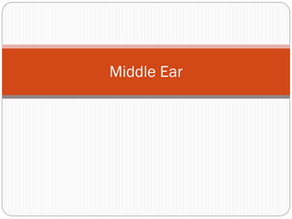Middle Ear
 