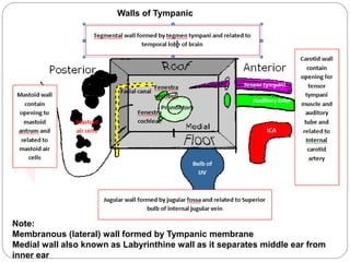 Walls of Tympanic
Cavity
Note:
Membranous (lateral) wall formed by Tympanic membrane
Medial wall also known as Labyrinthine wall as it separates middle ear from
inner ear
 