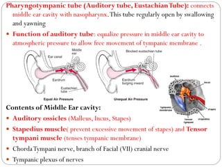 Pharyngotympanic tube (Auditory tube, EustachianTube): connects
middle ear cavity with nasopharynx.This tube regularly open by swallowing
and yawning
 Function of auditory tube: equalize pressure in middle ear cavity to
atmospheric pressure to allow free movement of tympanic membrane .
Contents of Middle Ear cavity:
 Auditory ossicles (Malleus, Incus, Stapes)
 Stapedius muscle( prevent excessive movement of stapes) and Tensor
tympani muscle (tenses tympanic membrane)
 ChordaTympani nerve, branch of Facial (VII) cranial nerve
 Tympanic plexus of nerves
 