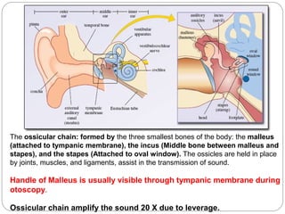 The ossicular chain: formed by the three smallest bones of the body: the malleus
(attached to tympanic membrane), the incus (Middle bone between malleus and
stapes), and the stapes (Attached to oval window). The ossicles are held in place
by joints, muscles, and ligaments, assist in the transmission of sound.
Handle of Malleus is usually visible through tympanic membrane during
otoscopy.
Ossicular chain amplify the sound 20 X due to leverage.
 