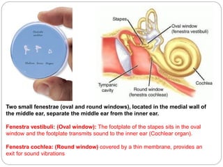 Two small fenestrae (oval and round windows), located in the medial wall of
the middle ear, separate the middle ear from the inner ear.
Fenestra vestibuli: (Oval window): The footplate of the stapes sits in the oval
window and the footplate transmits sound to the inner ear (Cochlear organ).
Fenestra cochlea: (Round window) covered by a thin membrane, provides an
exit for sound vibrations
 