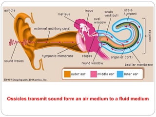 Ossicles transmit sound form an air medium to a fluid medium
 