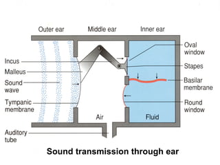 Sound transmission through ear
 