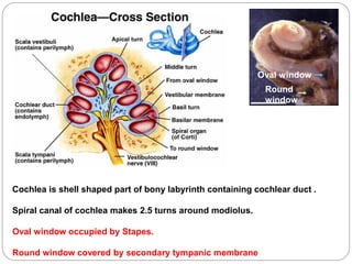 Cochlea is shell shaped part of bony labyrinth containing cochlear duct .
Spiral canal of cochlea makes 2.5 turns around modiolus.
Oval window occupied by Stapes.
Round window covered by secondary tympanic membrane
Oval window
Round
window
 