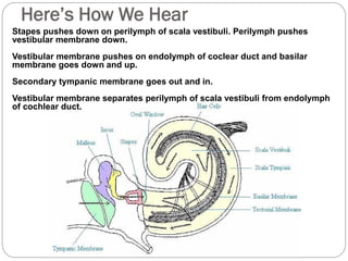 Here’s How We Hear
Stapes pushes down on perilymph of scala vestibuli. Perilymph pushes
vestibular membrane down.
Vestibular membrane pushes on endolymph of coclear duct and basilar
membrane goes down and up.
Secondary tympanic membrane goes out and in.
Vestibular membrane separates perilymph of scala vestibuli from endolymph
of cochlear duct.
 