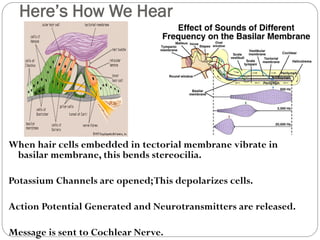 Here’s How We Hear
When hair cells embedded in tectorial membrane vibrate in
basilar membrane, this bends stereocilia.
Potassium Channels are opened;This depolarizes cells.
Action Potential Generated and Neurotransmitters are released.
Message is sent to Cochlear Nerve.
 