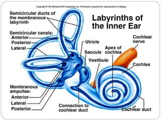 Vestibular apparatus
 