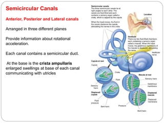 Semicircular Canals
Anterior, Posterior and Lateral canals
Arranged in three different planes
Provide information about rotational
acceleration.
Each canal contains a semicircular duct.
At the base is the crista ampullaris
enlarged swellings at base of each canal
communicating with utricles
 