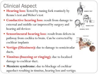 Clinical Aspect
 Hearing loss:Tested by tuning fork routinely by
Renne’s test andWeber’s test
 Conductive hearing loss: result from damage to
external and middle ear improved by surgery and
hearing aid devices
 Sensorineural hearing loss: result from defects in
pathway from cochlea to brain. Can be corrected by
cochlear implants
 Vertigo (Dizziness): due to damage to semicircular
ducts.
 Tinnitus (buzzing or ringing): due to localised
damage to cochlear duct.
 Meniere syndrome: due to blockage of cochlear
aqueduct resulting in tinnitus, hearing loss and vertigo.
 