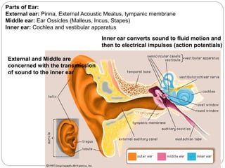 Parts of Ear:
External ear: Pinna, External Acoustic Meatus, tympanic membrane
Middle ear: Ear Ossicles (Malleus, Incus, Stapes)
Inner ear: Cochlea and vestibular apparatus
External and Middle are
concerned with the transmission
of sound to the inner ear
Inner ear converts sound to fluid motion and
then to electrical impulses (action potentials)
 
