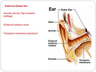 External (Outer) Ear
•Auricle (pinna): flap of elastic
cartilage
•External auditory canal
•Tympanic membrane (eardrum)
 