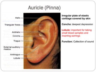 Auricle (Pinna)
Irregular plate of elastic
cartilage covered by skin
Concha: deepest depression
Lobule: important for taking
small blood samples and
inserting earrings
Function: Collection of sound
 