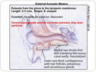 External Acoustic Meatus
Extends from the pinna to the tympanic membrane:
Length: 2-3 cms, Shape: S- shaped
Function: Protects the eardrum, Resonator
Ceruminous glands secrete cerumen (earwax): trap dust
particles
 