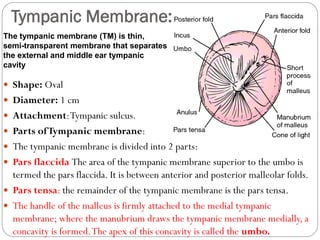 Tympanic Membrane:
 Shape: Oval
 Diameter: 1 cm
 Attachment:Tympanic sulcus.
 Parts ofTympanic membrane:
 The tympanic membrane is divided into 2 parts:
 Pars flaccida The area of the tympanic membrane superior to the umbo is
termed the pars flaccida. It is between anterior and posterior malleolar folds.
 Pars tensa: the remainder of the tympanic membrane is the pars tensa.
 The handle of the malleus is firmly attached to the medial tympanic
membrane; where the manubrium draws the tympanic membrane medially, a
concavity is formed.The apex of this concavity is called the umbo.
The tympanic membrane (TM) is thin,
semi-transparent membrane that separates
the external and middle ear tympanic
cavity
 