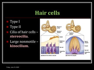 Hair cells
 Type I
 Type II
 Cilia of hair cells –
stereocilia.
 Large nonmotile –
kinocilium.
Friday, June 19, 2020
 