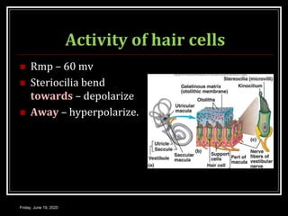 Activity of hair cells
 Rmp – 60 mv
 Steriocilia bend
towards – depolarize
 Away – hyperpolarize.
Friday, June 19, 2020
 