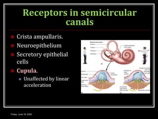 Receptors in semicircular
canals
 Crista ampullaris.
 Neuroepithelium
 Secretory epithelial
cells
 Cupula.
 Unaffected by linear
acceleration
Friday, June 19, 2020
 