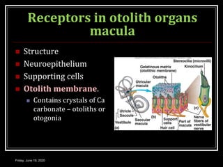 Receptors in otolith organs
macula
 Structure
 Neuroepithelium
 Supporting cells
 Otolith membrane.
 Contains crystals of Ca
carbonate – otoliths or
otogonia
Friday, June 19, 2020
 