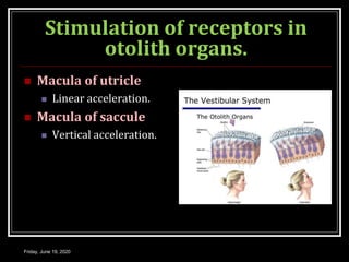 Stimulation of receptors in
otolith organs.
 Macula of utricle
 Linear acceleration.
 Macula of saccule
 Vertical acceleration.
Friday, June 19, 2020
 