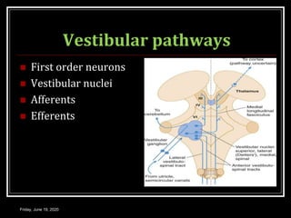 Vestibular pathways
 First order neurons
 Vestibular nuclei
 Afferents
 Efferents
Friday, June 19, 2020
 