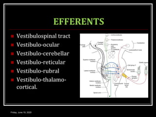 EFFERENTS
 Vestibulospinal tract
 Vestibulo-ocular
 Vestibulo-cerebellar
 Vestibulo-reticular
 Vestibulo-rubral
 Vestibulo-thalamo-
cortical.
Friday, June 19, 2020
 