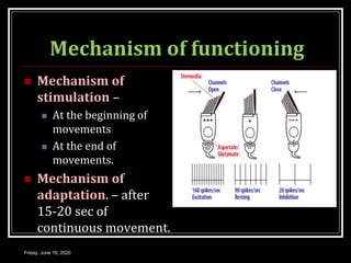 Mechanism of functioning
 Mechanism of
stimulation –
 At the beginning of
movements
 At the end of
movements.
 Mechanism of
adaptation. – after
15-20 sec of
continuous movement.
Friday, June 19, 2020
 