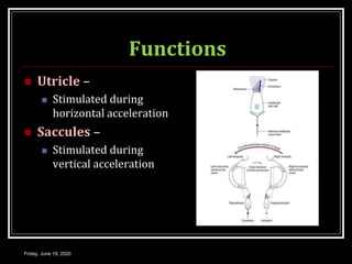 Functions
 Utricle –
 Stimulated during
horizontal acceleration
 Saccules –
 Stimulated during
vertical acceleration
Friday, June 19, 2020
 