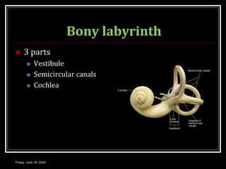 Bony labyrinth
 3 parts
 Vestibule
 Semicircular canals
 Cochlea
Friday, June 19, 2020
 