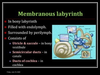 Membranous labyrinth
 In bony labyrinth
 Filled with endolymph.
 Surrounded by perilymph.
 Consists of
 Utricle & saccule – in bony
vestibule
 Semicircular ducts – in
canals
 Ducts of cochlea – in
cochlea
Friday, June 19, 2020
 
