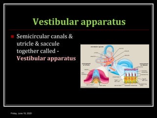 Vestibular apparatus
 Semicircular canals &
utricle & saccule
together called -
Vestibular apparatus
Friday, June 19, 2020
 