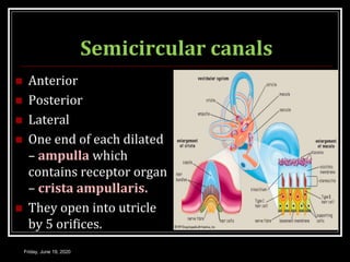 Semicircular canals
 Anterior
 Posterior
 Lateral
 One end of each dilated
– ampulla which
contains receptor organ
– crista ampullaris.
 They open into utricle
by 5 orifices.
Friday, June 19, 2020
 