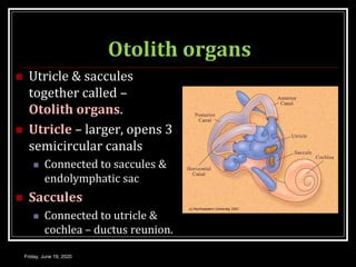 Otolith organs
 Utricle & saccules
together called –
Otolith organs.
 Utricle – larger, opens 3
semicircular canals
 Connected to saccules &
endolymphatic sac
 Saccules
 Connected to utricle &
cochlea – ductus reunion.
Friday, June 19, 2020
 