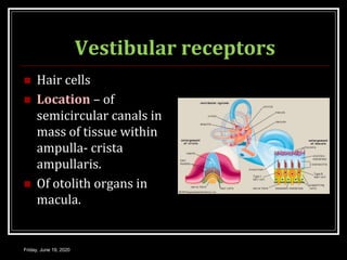 Vestibular receptors
 Hair cells
 Location – of
semicircular canals in
mass of tissue within
ampulla- crista
ampullaris.
 Of otolith organs in
macula.
Friday, June 19, 2020
 