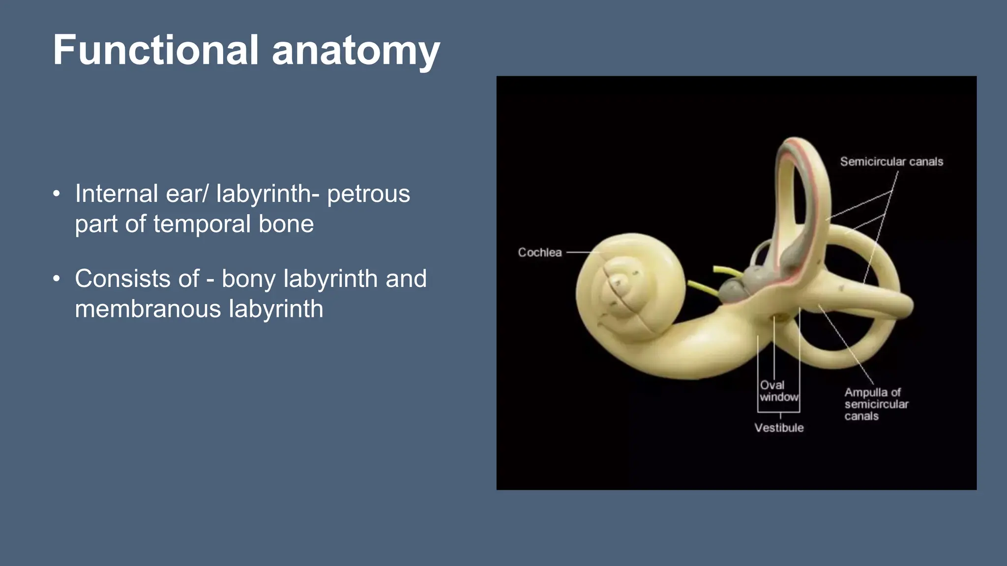 Vestibular apparatus and balancing role human | PPTX