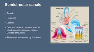 Vestibular apparatus and balancing role human | PPTX