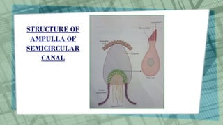 Vestibular Apparatus first year physiology | PPTX