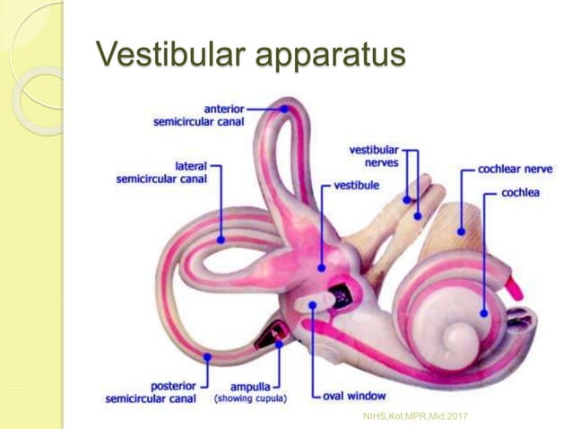 Vestibular Study Guide Vestibular Assessment.pptx | Brain and Nervous System Disorders ...