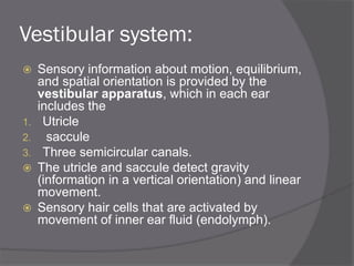 Vestibular system:
 Sensory information about motion, equilibrium,
and spatial orientation is provided by the
vestibular apparatus, which in each ear
includes the
1. Utricle
2. saccule
3. Three semicircular canals.
 The utricle and saccule detect gravity
(information in a vertical orientation) and linear
movement.
 Sensory hair cells that are activated by
movement of inner ear fluid (endolymph).
 