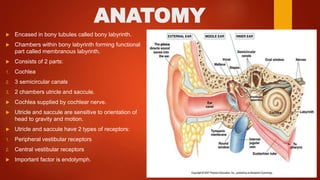 ANATOMY
 Encased in bony tubules called bony labyrinth.
 Chambers within bony labyrinth forming functional
part called membranous labyrinth.
 Consists of 2 parts:
1. Cochlea
2. 3 semicircular canals
3. 2 chambers utricle and saccule.
 Cochlea supplied by cochlear nerve.
 Utricle and saccule are sensitive to orientation of
head to gravity and motion.
 Utricle and saccule have 2 types of receptors:
1. Peripheral vestibular receptors
2. Central vestibular receptors
 Important factor is endolymph.
 