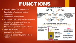 FUNCTIONS
 Sensory processing of head motion.
 Coordination of visual and postural
movements.
 Maintainence of equillibrium.
 Modulation of self , body and self awareness.
 Integration of various movements and
balance related parameters.
 Adaptation to specific locomotor patterns.
 Perception accuracy.
 Stabilization of visual field.
 Presence of Static and dynamic balance
receptors.
 