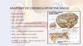 ANATOMY OF CEREBELLOPONTINE ANGLE
• Triangular shaped
• Filled with CSF
• Sup – tentorium
• Inf – cerebellar tonsil & medullary olives
• Ant – posterior dural surface of petrous bone
& clivus
• Post – ventral surface of pons & cerebellum
• Med – cisterns of pons & medulla
• Apex – lateral recess of 4th ventricle
• Foramen of luschka – lateral opening of 4th
ventricle opens into CPA
 