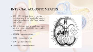 INTERNAL ACOUSTIC MEATUS
• VIII CN divides into 3 nerves –
cochlear, sup & inf vestibular nerves
in the lateral extent of CPA or medial
part of IAC.
• IAC is divided into 4 quadrants by a
vertical crest called Bill’s bar , and a
transverse crest.
• VII CN – anterosuperior
• SVN – posterosuperior
• IVN – posteroinferior
• Cochlear – antero inferior
 