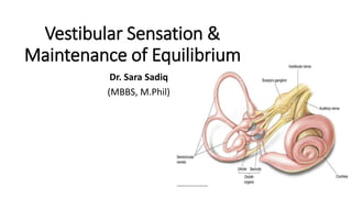Vestibular Sensation &
Maintenance of Equilibrium
Dr. Sara Sadiq
(MBBS, M.Phil)
 